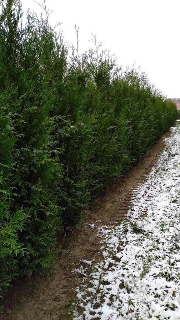 Thuja atrovirens, Tuin en Terras, Ophalen, Haag