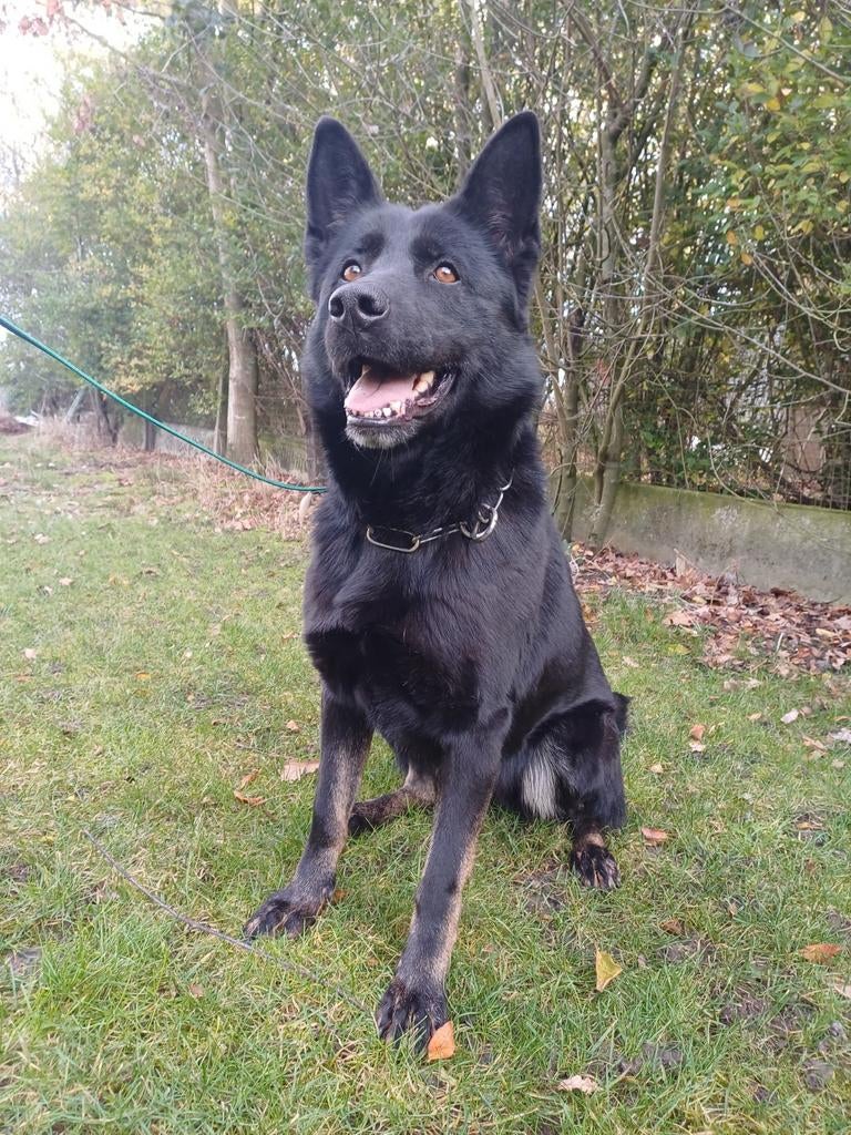 Duitse herder pups MET stamboom, België, Fokker | Hobbymatig, Parvo, 8 tot 15 weken