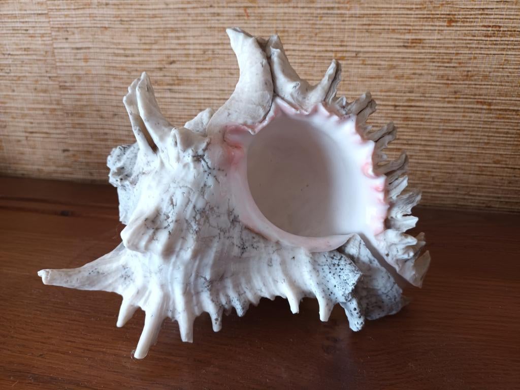 Coquillage, Enlèvement