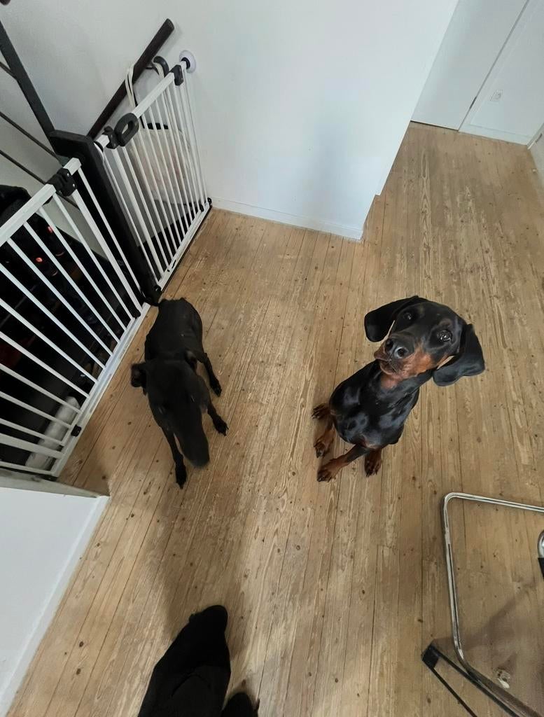 Babyhekjes zeer stevig en goede kwaliteit, Immo