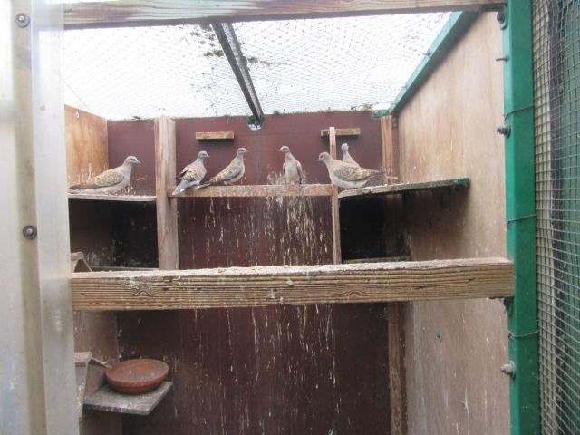 Zomertortels  met cites geslacht niet gekend