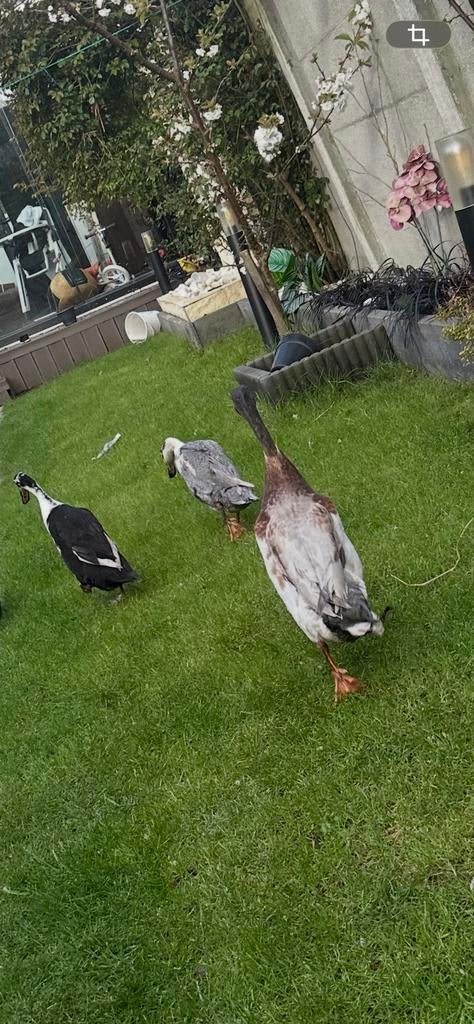 Broedeieren indische loopeenden te koop