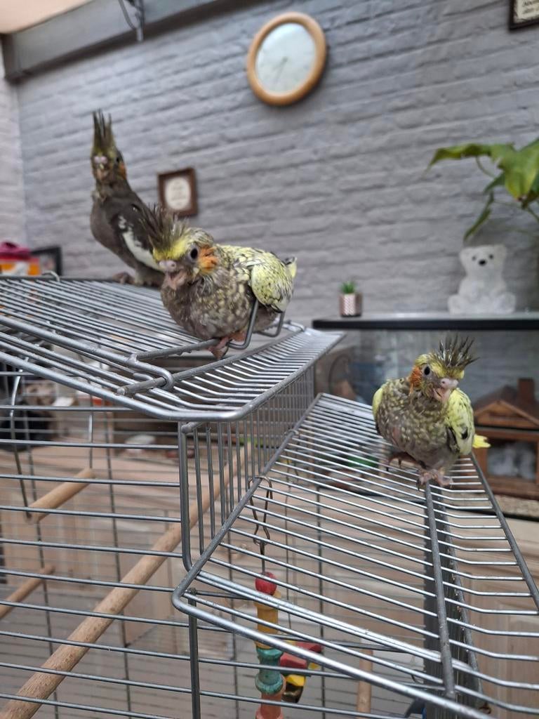 Valkparkieten, Dieren en Toebehoren, Vogels | Parkieten en Papegaaien