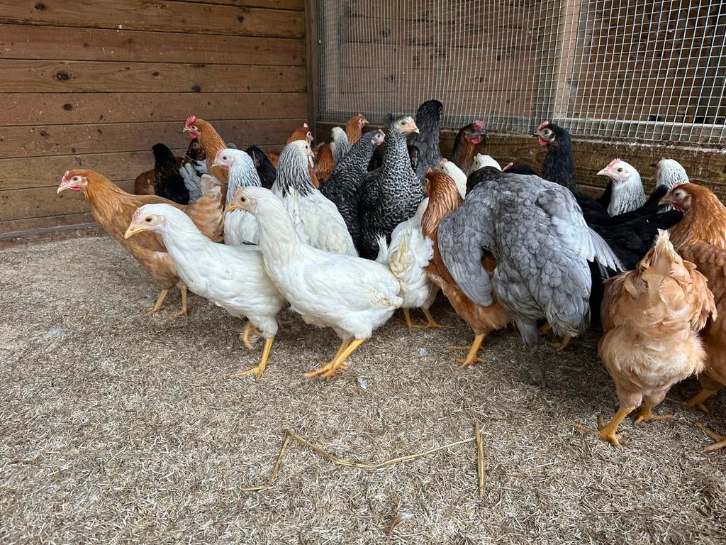 Kippen te koop op paasmaandag, Dieren en Toebehoren, Pluimvee