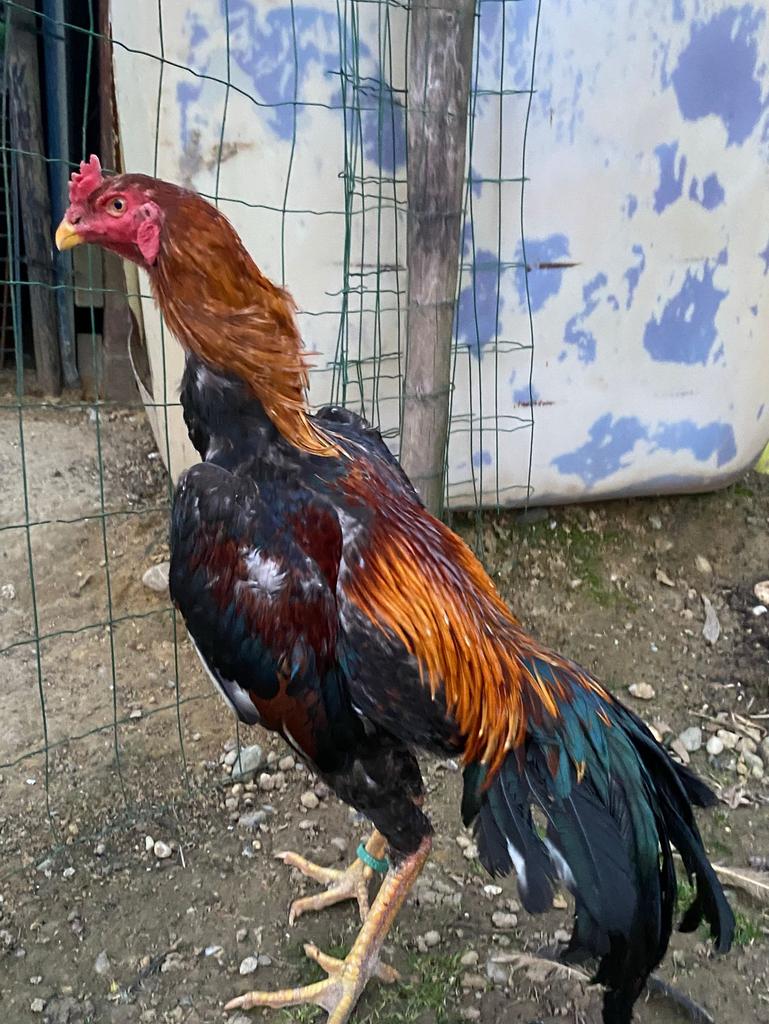 2 shamo hanen, Dieren en Toebehoren