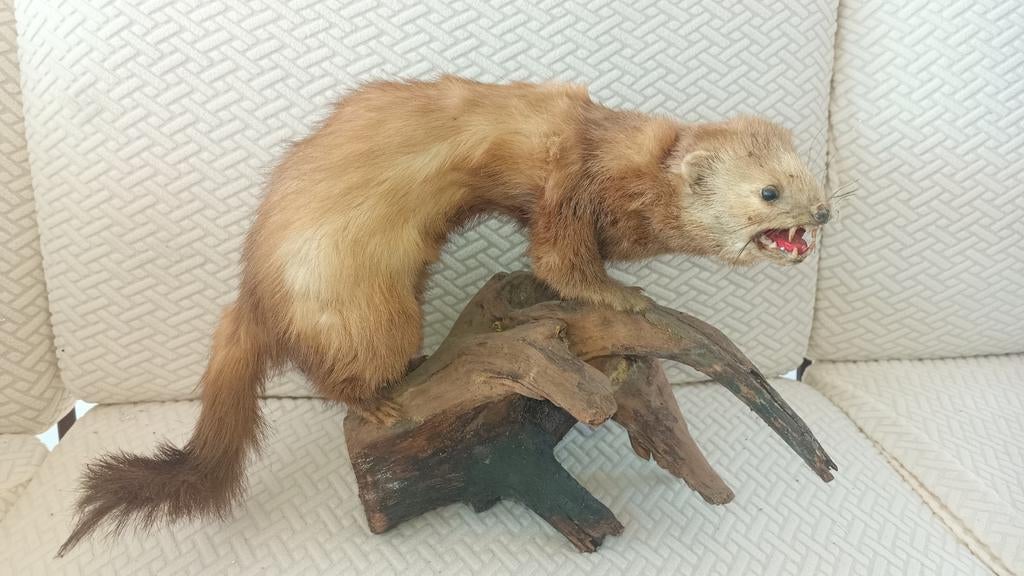 Taxidermie fret (?l marter (?), Verzamelen, Dierenverzamelingen, Ophalen of Verzenden