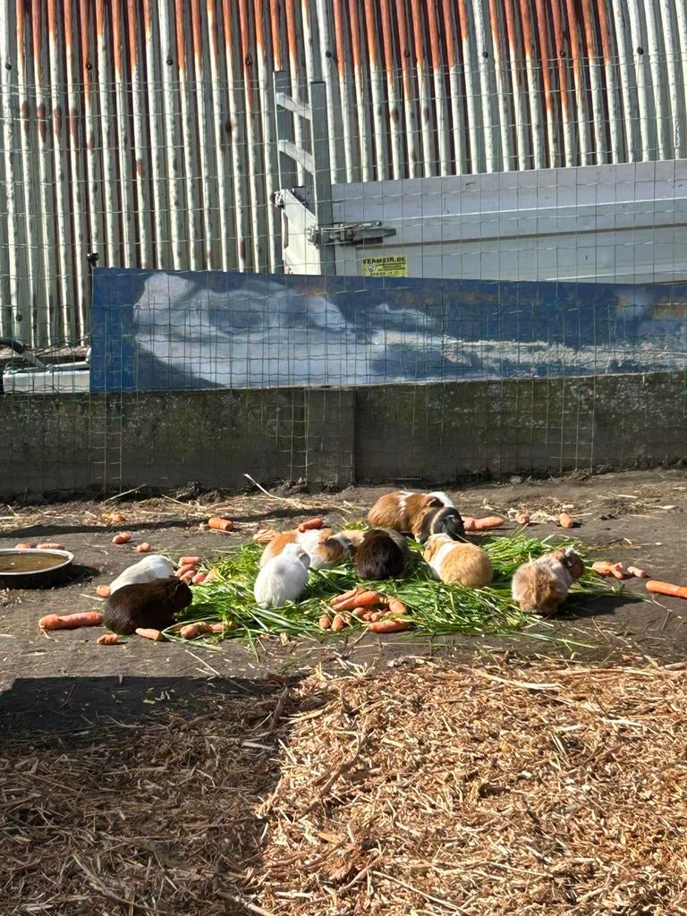 Mannelijke cavia’s, Dieren en Toebehoren, Augustus, Mannelijk, Cavia