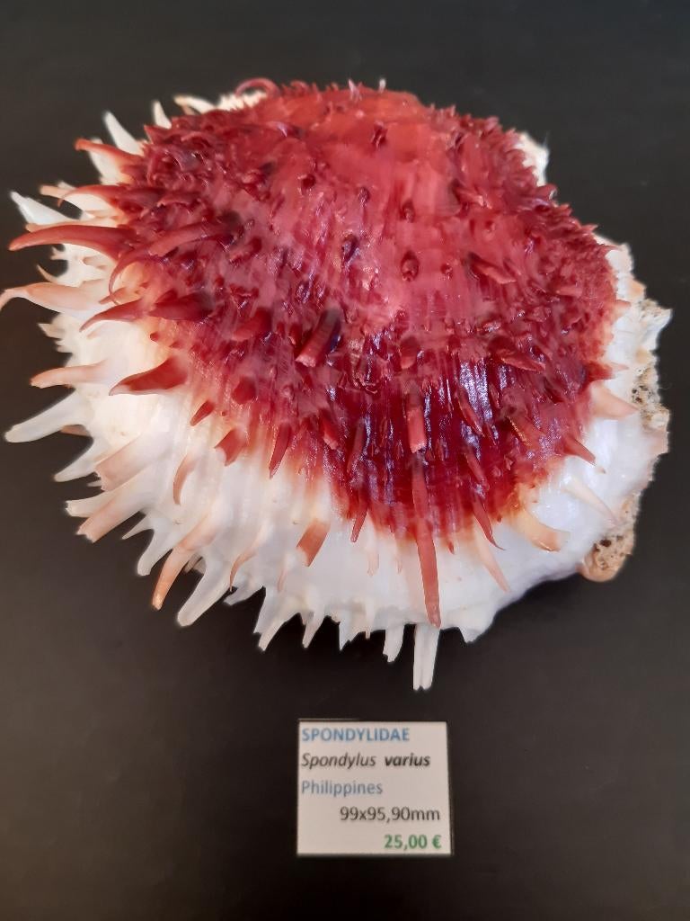 Spondylidae 2, Ophalen of Verzenden, Schelp(en)