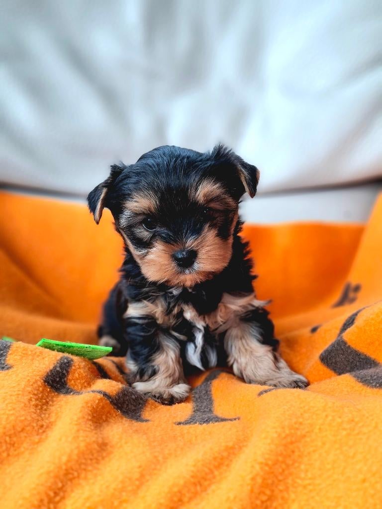 Yorkshire terriër pup reutje, Yorkshire Terrier, Chien (mâle), Belgique, 8 à 15 semaines