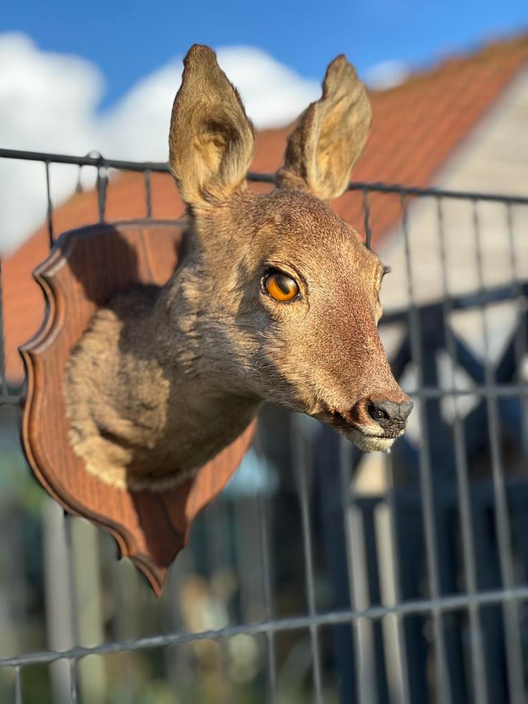 Hertenkop taxidermie reebok, Ophalen