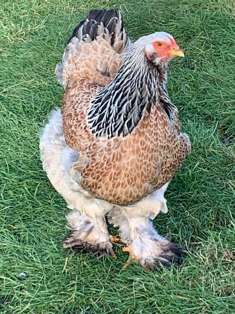 Brahma Zalm kuikens + Isa Brown kuikentjes, Sexe inconnu, Poule ou poulet