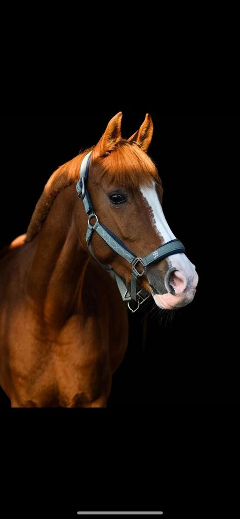 Te koop Elaia Armor, Animaux & Accessoires, Chevaux, Jument, Moins de 160 cm, Cheval de saut, 11 ans ou plus