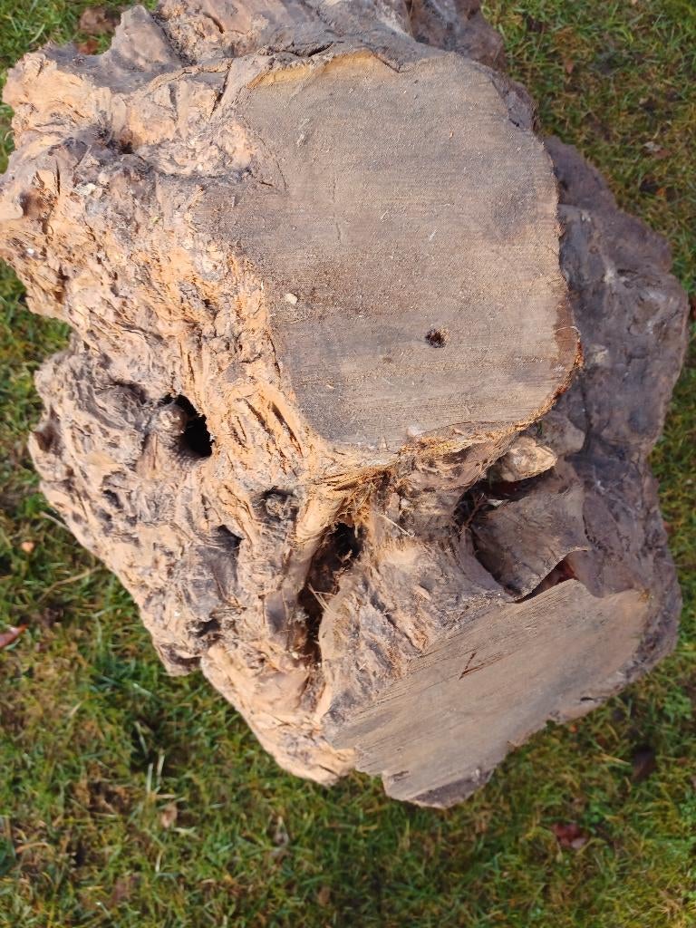 OLIJF---TAXUS---GRANAATAPPEL---NOTEN, Neuf, 50 mm ou plus, Moins de 200 cm, Enlèvement