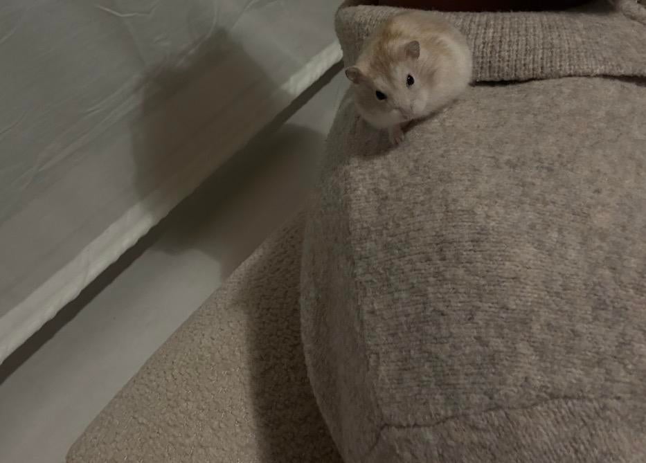 Russische dwerghamster, Dieren en Toebehoren, Hamster, Maart, Geslacht onbekend, Tam