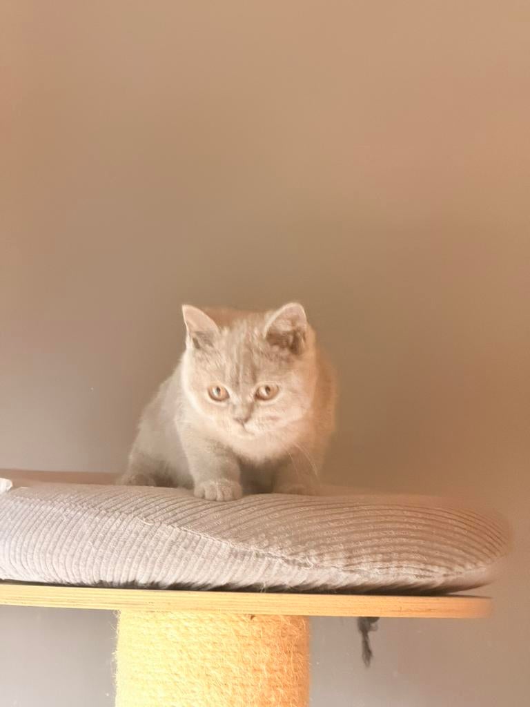 Brits korthaar poes, Poes, Gechipt, 0 tot 2 jaar