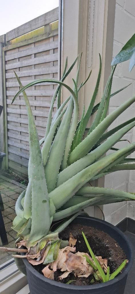 Aloë vera, Tuin en Terras, Planten | Tuinplanten, Volle zon, Vaste plant, Zomer, Ophalen