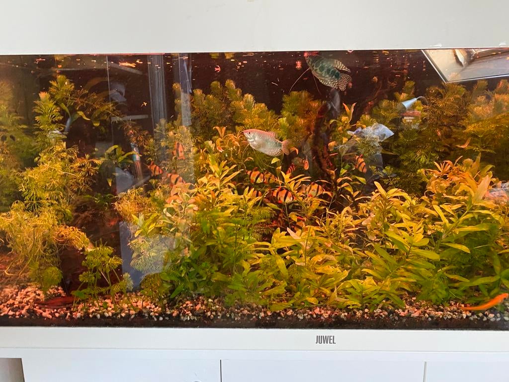 Aquarium, Enlèvement, Comme neuf, Aquarium d'eau douce rempli