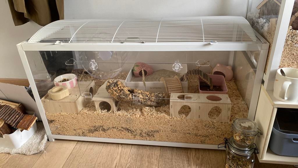 Milo zoekt een nieuw en vast thuis, Dieren en Toebehoren, Knaagdieren, Hamster, Augustus, Mannelijk, Tam