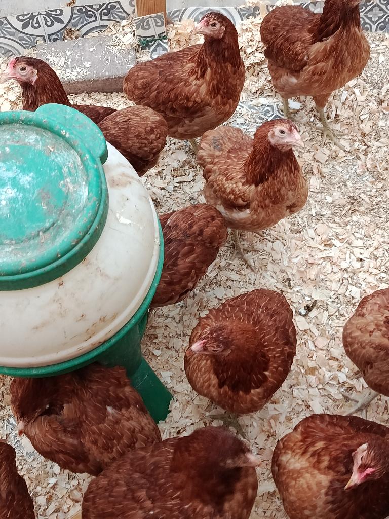 pondeurs bleu oeufs Araucana 100% poules 0499/082381, Animaux & Accessoires, Femelle, Poule ou poulet