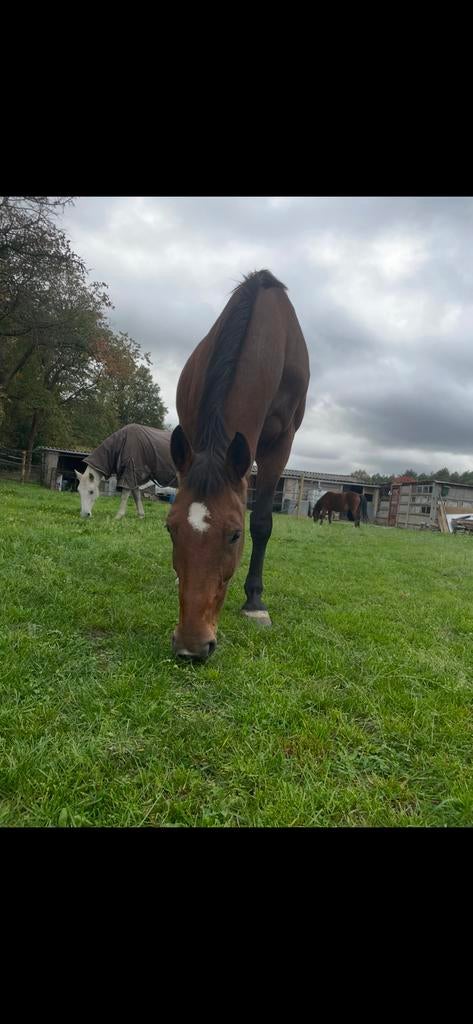 Weide maatje gezocht, Animaux & Accessoires, Box & Pâturages