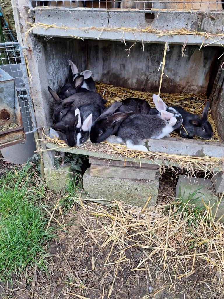 jeunes lapins 8 semaines, Animaux & Accessoires