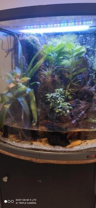 Terrarium tropical complet – Un coin de nature chez vous, Animaux & Accessoires, Reptiles & Amphibiens | Accessoires, Utilisé