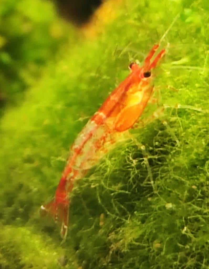 Vuurgarnalen., Kreeft, Krab of Garnaal, Zoetwatervis