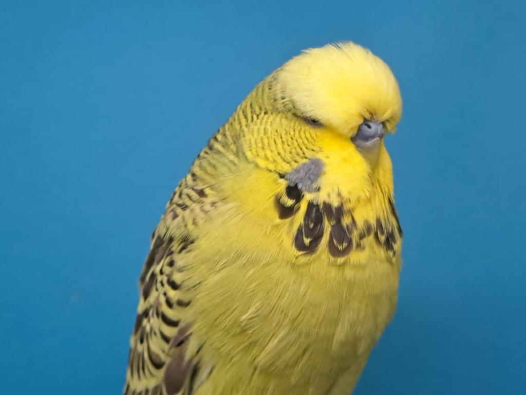 Tt gerichte engelse grasparkieten, Dieren en Toebehoren, Vogels | Parkieten en Papegaaien