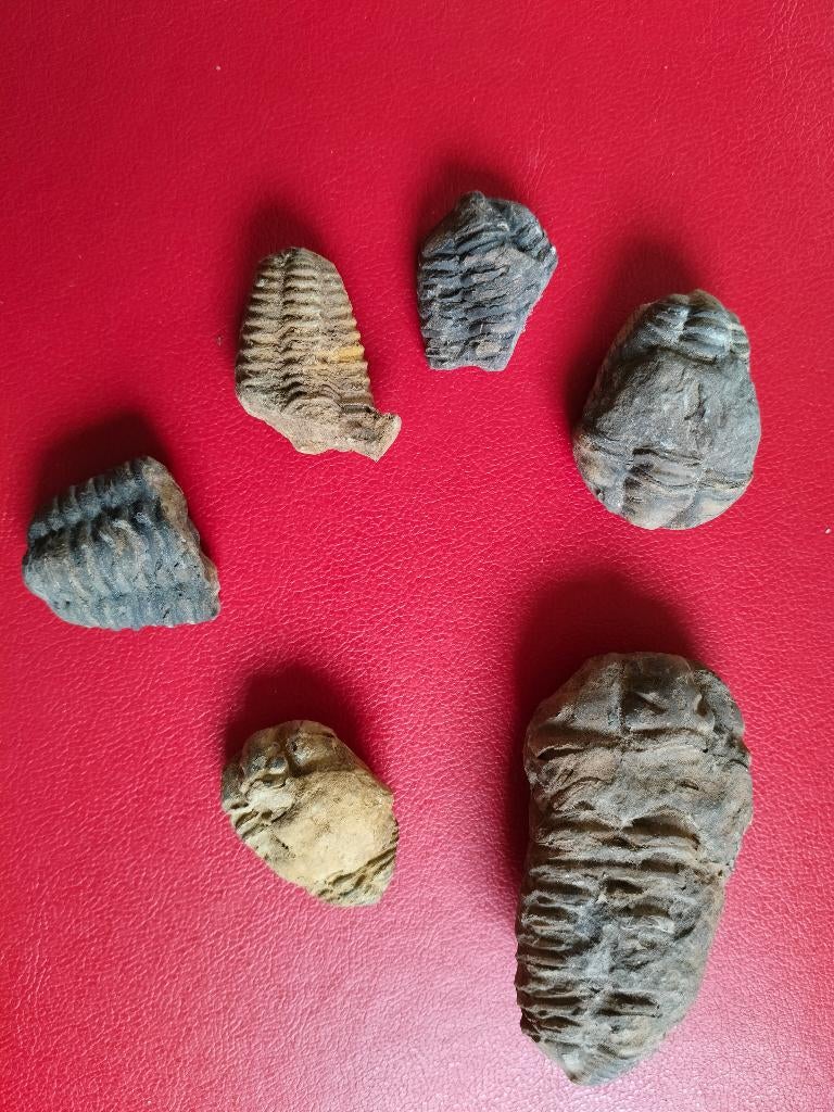 Lot de trilobites, Enlèvement ou Envoi, Fossile