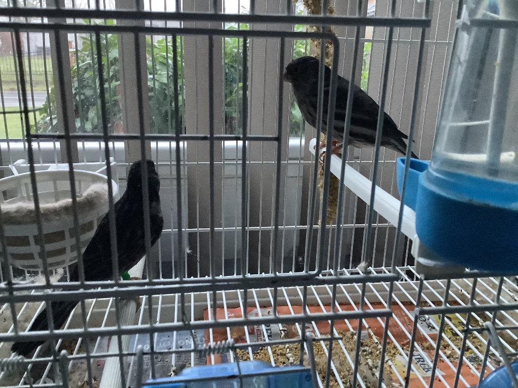 Canari noir, Animaux & Accessoires, Oiseaux | Canaris, Mâle, Canari chanteur