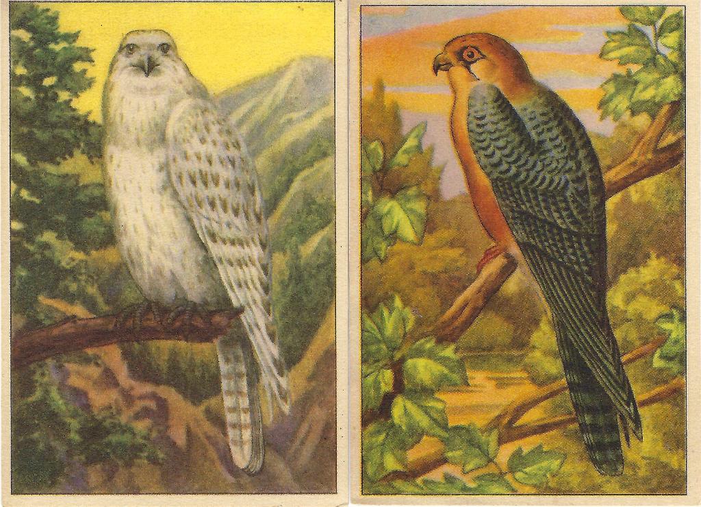 2 chromo's chicorie Verburgh, Ophalen of Verzenden, Zo goed als nieuw, Plaatjesalbum