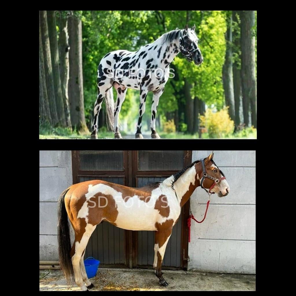 Appaloosa en Paint dekhengsten aangeboden, Étalon, M, Avec pedigree