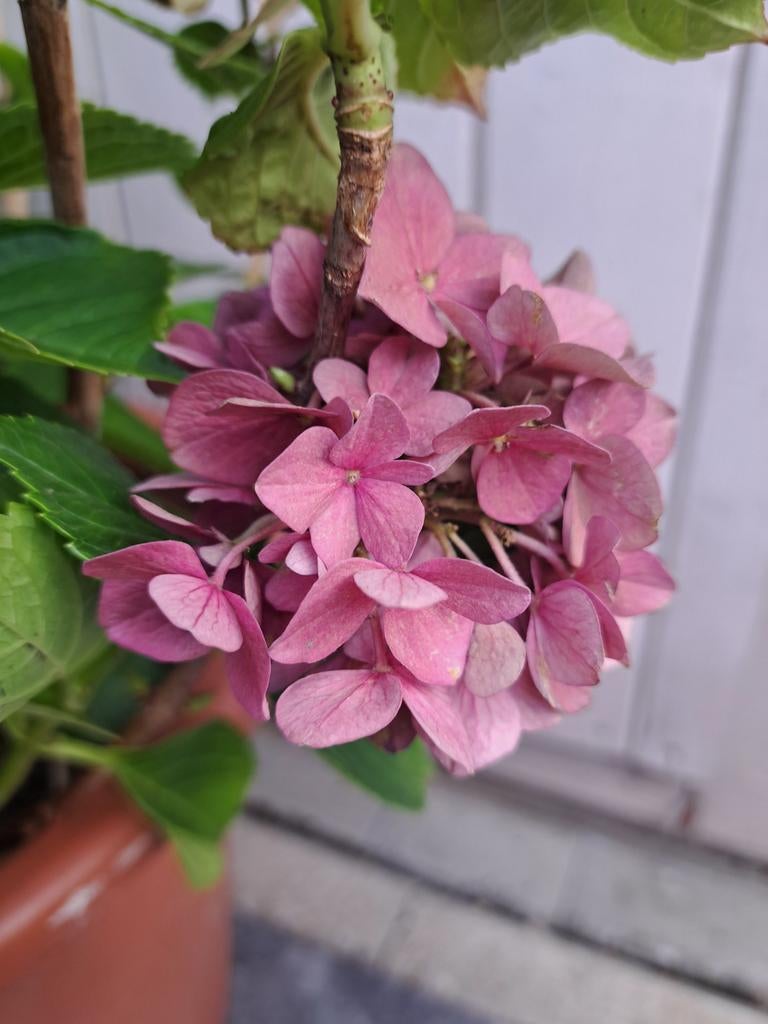 Hortensia in pot van +/- 50 cm, Tuin en Terras, Ophalen, Lente, Vaste plant, Halfschaduw