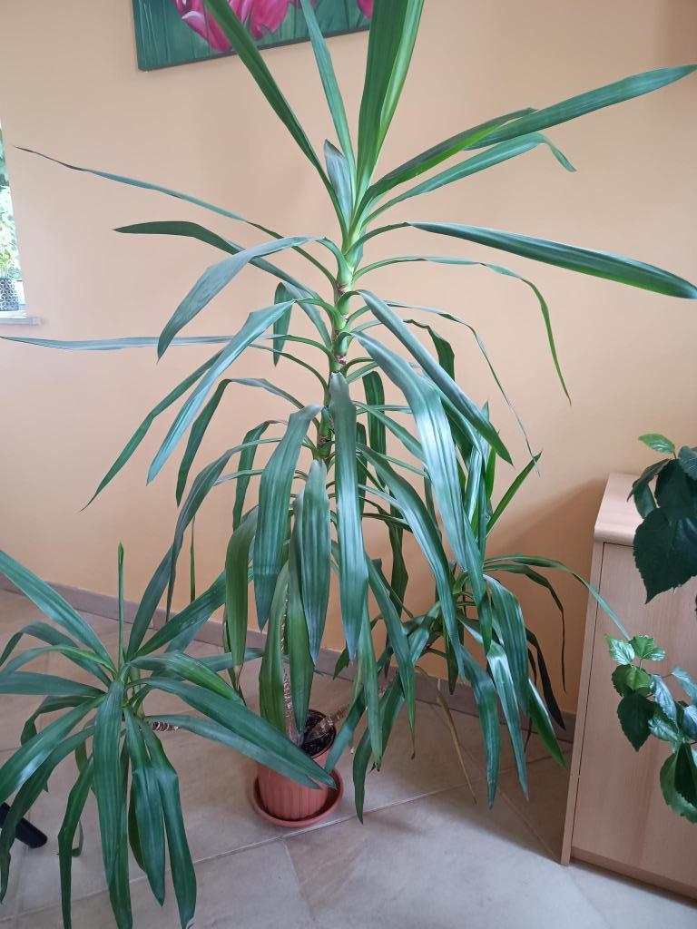 Superbe yucca d'intérieur, Maison & Meubles, Plantes d'intérieur, Enlèvement, Yucca, Ombre partielle, 150 à 200 cm