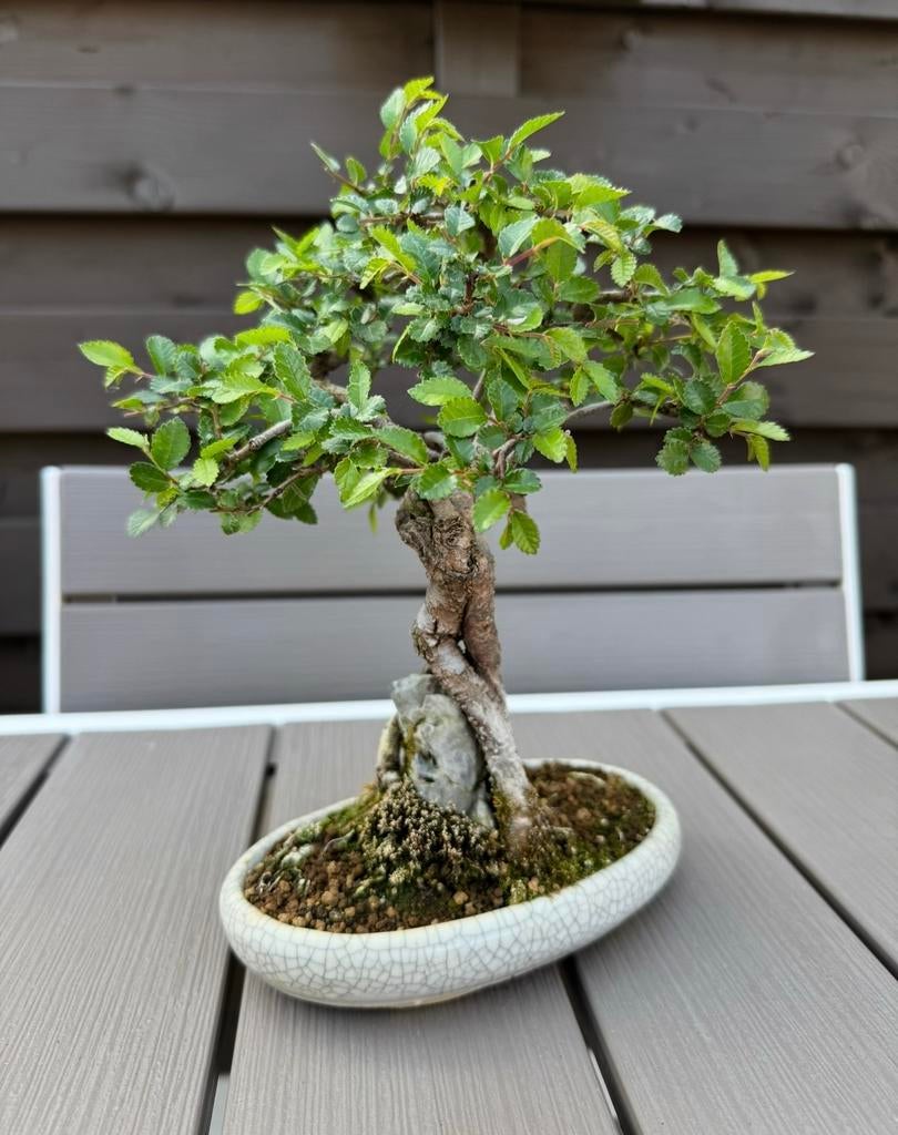 Ulmus Parvifolia bonsai, In pot, Halfschaduw, Lente, Minder dan 100 cm