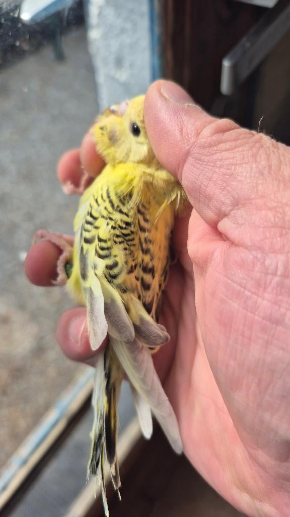 Ondulées, Animaux & Accessoires, Femelle, Perruche, Bagué