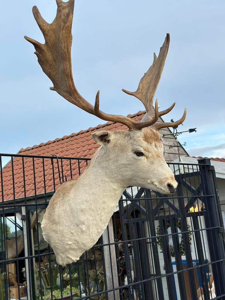 Taxidermie damhert, Ophalen
