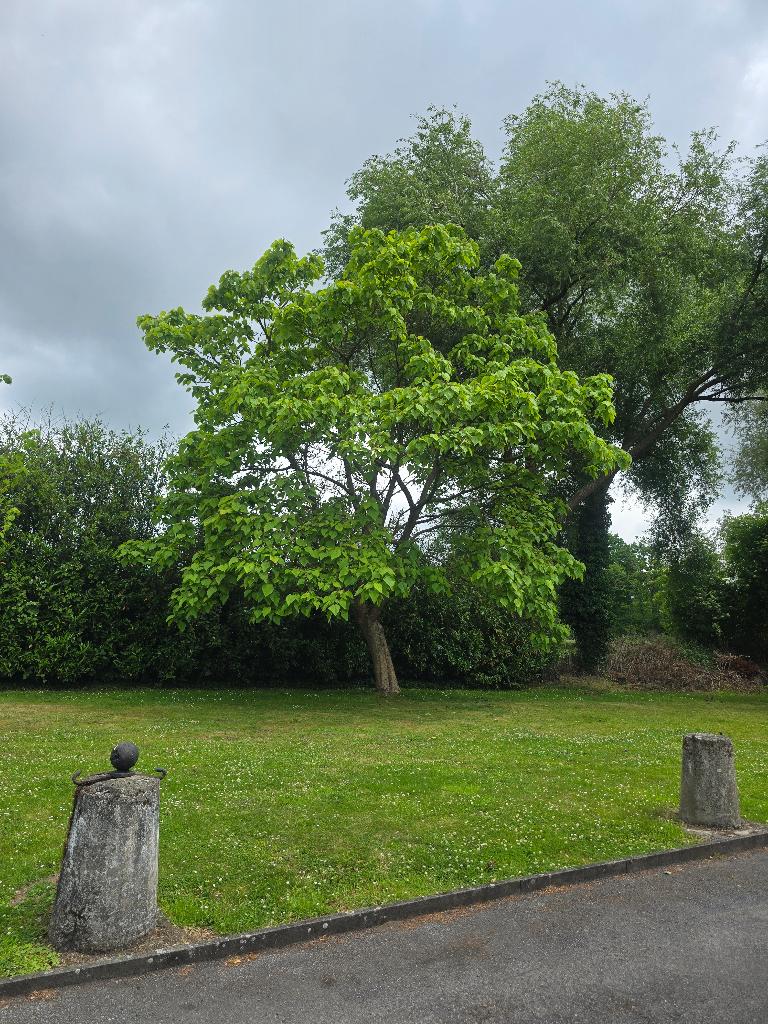 Catalpas, Tuin en Terras, Planten | Bomen, Overige soorten, 250 tot 400 cm, Zomer, Ophalen