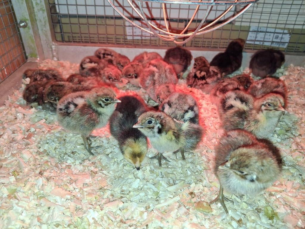 (Scherpe prijs )Zilverbrakel kuikens vanaf 5 april., Dieren en Toebehoren, Pluimvee, Geslacht onbekend, Kip