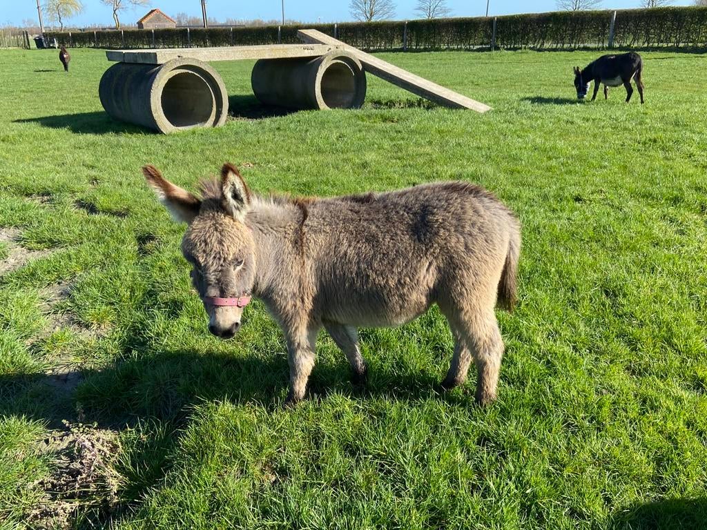 Miniatuur ezel veulentjes, Dieren en Toebehoren, Overige Dieren, November, Meerdere dieren