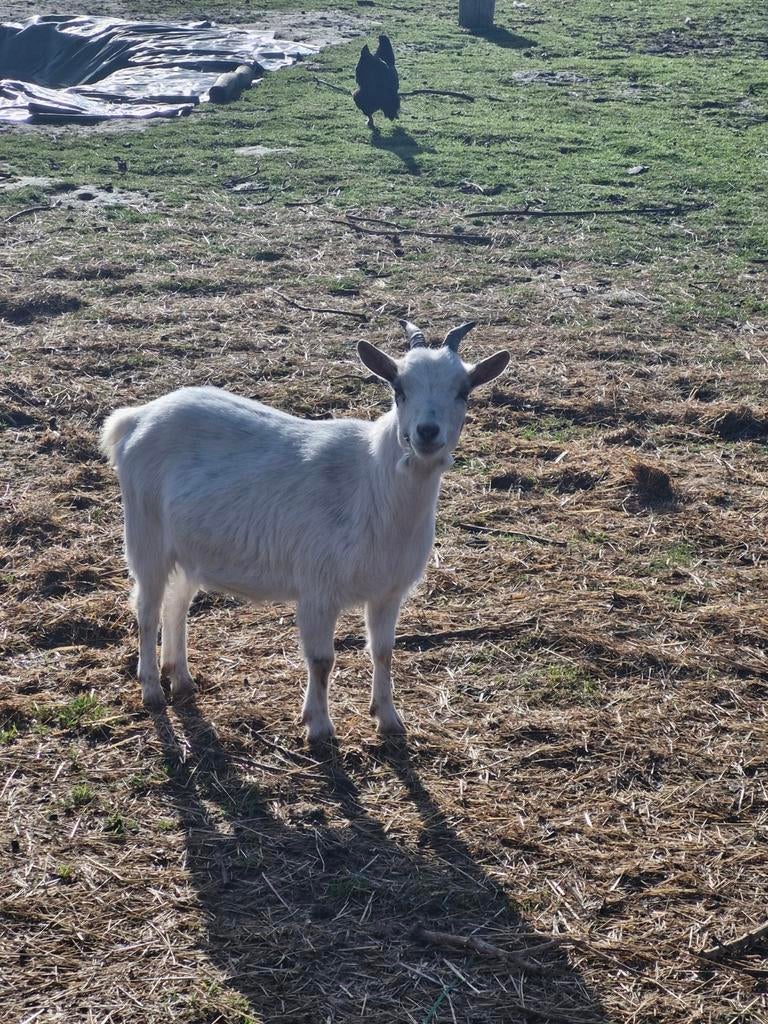 Mieke 10 maanden oud, Dieren en Toebehoren, Schapen, Geiten en Varkens