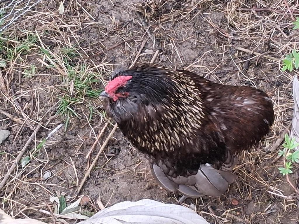 Grubbe baardkriel, Dieren en Toebehoren, Pluimvee, Meerdere dieren, Kip