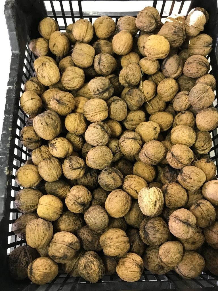Walnoten, Diversen, Levensmiddelen, Ophalen