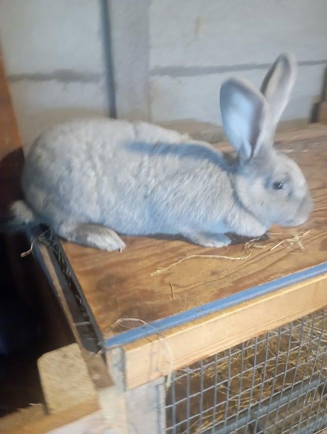 2 voedsters en 1 ram, Dieren en Toebehoren, Konijnen, Middelgroot