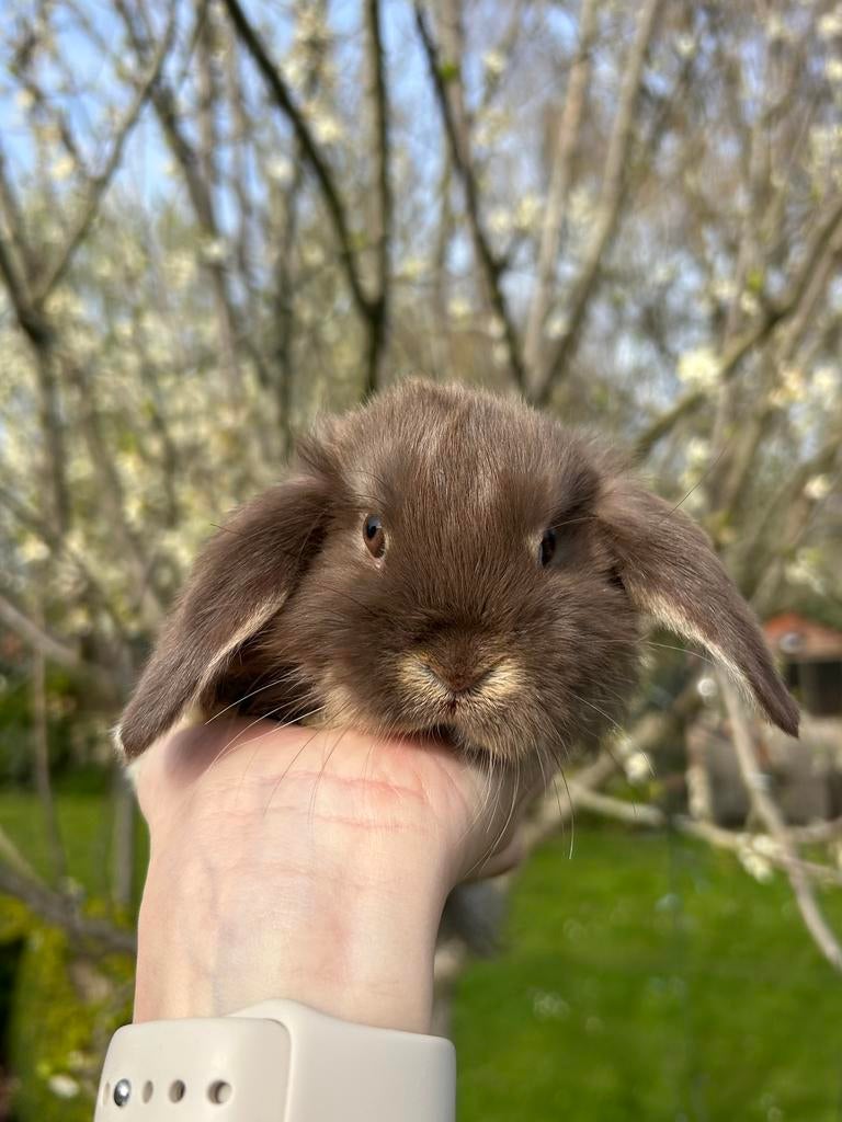Nederlandse dwerghangoortjes, Dieren en Toebehoren, Konijnen, Meerdere dieren, Dwerg, Hangoor, 0 tot 2 jaar