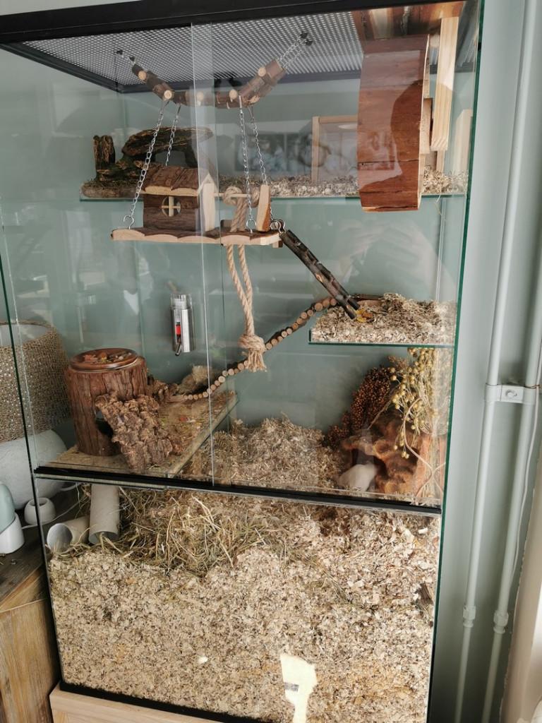 Groot gerbilarium 60x40x100 voor gerbils, Dieren en Toebehoren, Ophalen of Verzenden, 90 cm of meer, Hok, Minder dan 75 cm