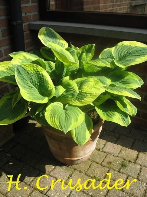 Hosta's op naam in 4 soorten, Tuin en Terras, Ophalen, Zomer, Vaste plant, Halfschaduw
