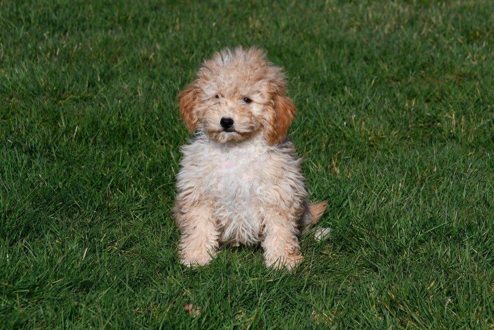 Dwergpoedel pups te koop