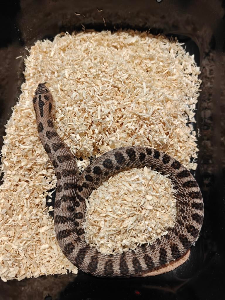 1.0 Heterodon Nausicus Super Arctic Sable het Albino, Dieren en Toebehoren, Reptielen en Amfibieën, Slang, Tam, 0 tot 2 jaar