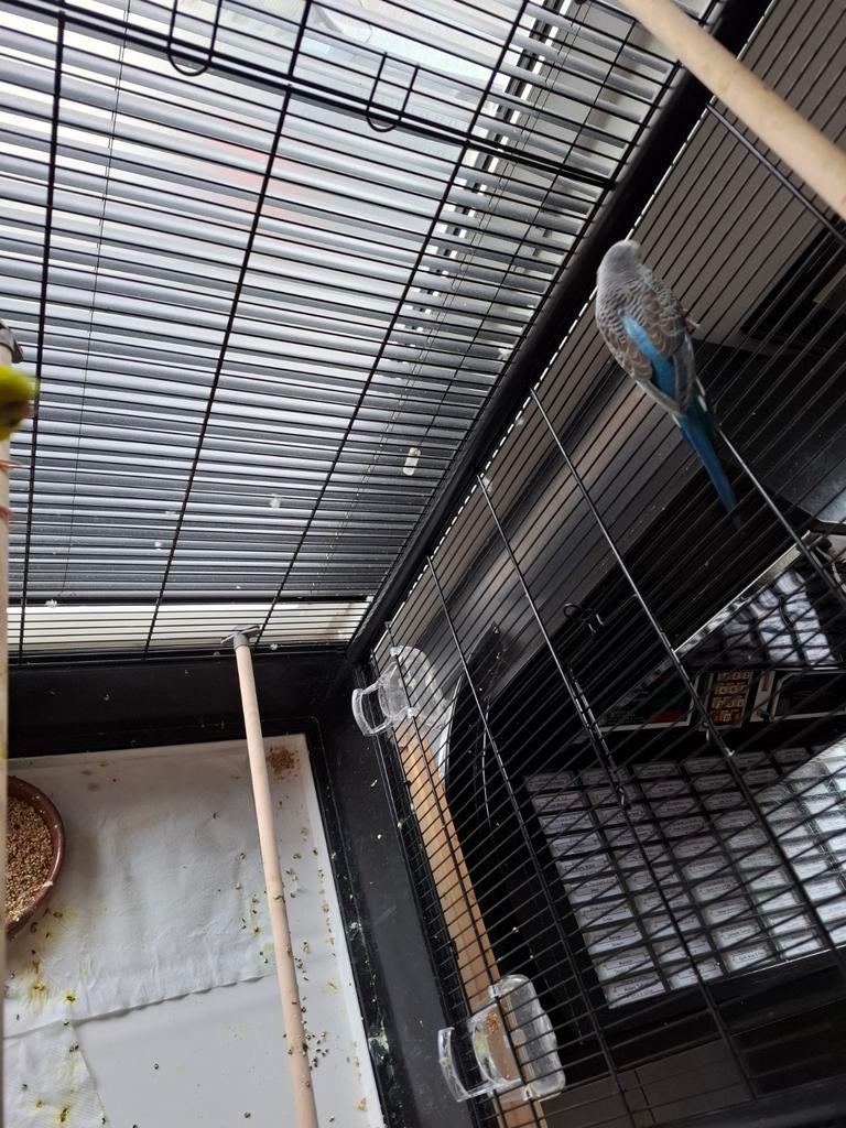 Blacking parkiet825, Animaux & Accessoires